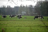 weidekoeien
